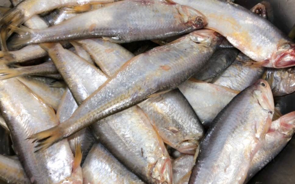 黄鲫鱼油扣鲜活海鲜连云港赣榆特产新鲜马口食用海产品毛宝新款