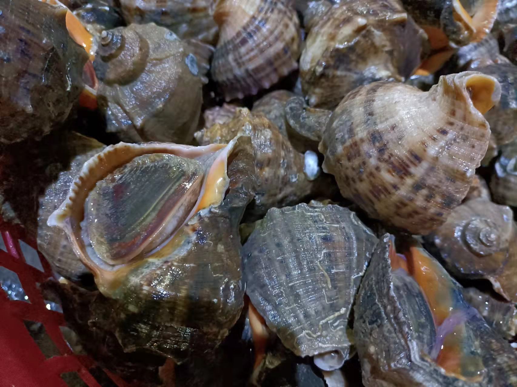 鲜活海鲜鲍鱼青口贝蛏子海鲜大咖海鲜套餐组合