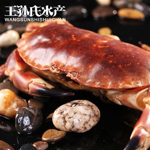 鲜活面包蟹 野生进口英国面包蟹 鲜活海产品批发 酒店食材图片
