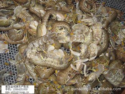 【供应皮皮虾/爬虾/琵琶虾/海产品/水产品/鲜活海鲜】价格,厂家,图片,虾类,潘爱玲-