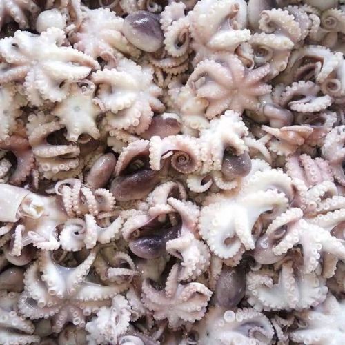 渤海湾新鲜八爪鱼鲜活熟冻八爪鱼小章鱼海产品 1000克