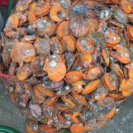 黄金贝 鲜活水产