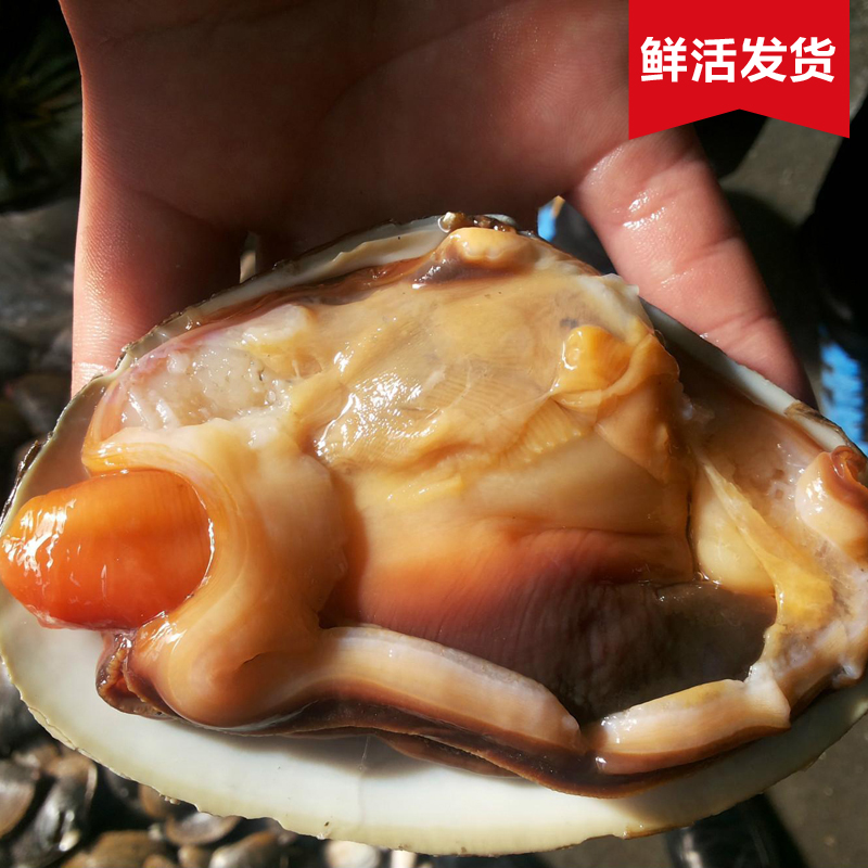 2-3只/斤 鲜活天鹅蛋 水产 海鲜 贝类 天鹅贝 烧烤料理 个大肉多